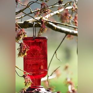 12x12x3 canvased Photographed Red humming bird feeder! ( photographer : me )